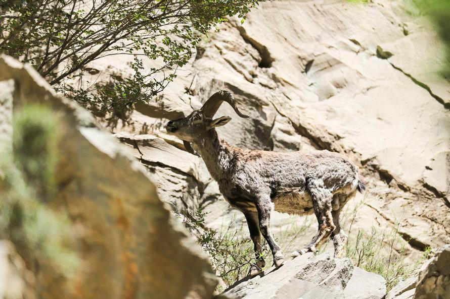 A wild blue sheep on the Helan Mountain in Ningxia Hui autonomous region, May 21, 2018. (Photo provided to chinadaily.com.cn)