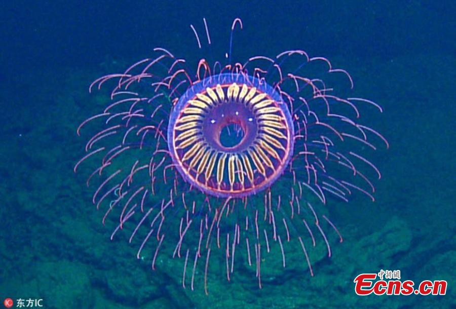Scientists aboard the exploration vessel Nautilus have captured video footage of a neon burst of beauty in the Revillagigedo Archipelago off Baja California, Mexico, at 1,225 meters (4,019 feet) below the sea via their remotely controlled deep-water vehicle dubbed Hercules. According to the team, it\'s a Halitrephes maasi jellyfish, which they liken to a sudden barrage of \