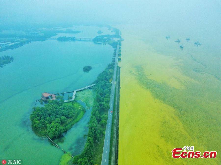 This May 30, 2018 picture shows a blue-green algae bloom in Lake Taihu, one of the largest freshwater lakes in China and located in Wuxi City, Jiangsu Province, as temperatures rise. (Photo/IC)