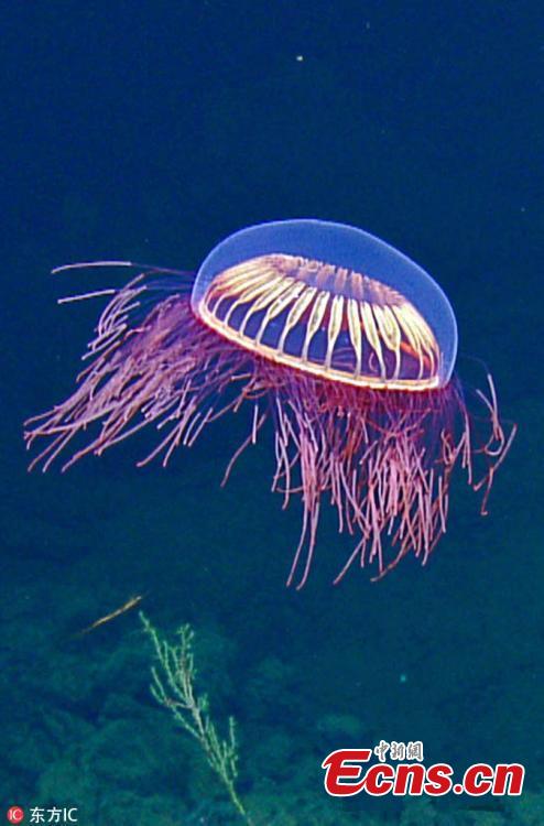 Scientists aboard the exploration vessel Nautilus have captured video footage of a neon burst of beauty in the Revillagigedo Archipelago off Baja California, Mexico, at 1,225 meters (4,019 feet) below the sea via their remotely controlled deep-water vehicle dubbed Hercules. According to the team, it\'s a Halitrephes maasi jellyfish, which they liken to a sudden barrage of \