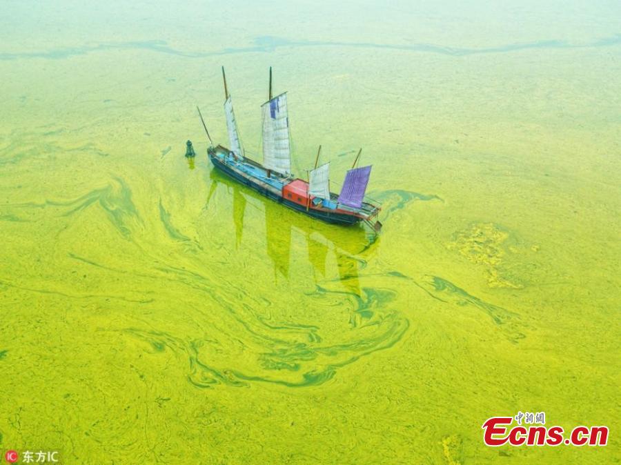 This May 30, 2018 picture shows a blue-green algae bloom in Lake Taihu, one of the largest freshwater lakes in China and located in Wuxi City, Jiangsu Province, as temperatures rise. (Photo/IC)