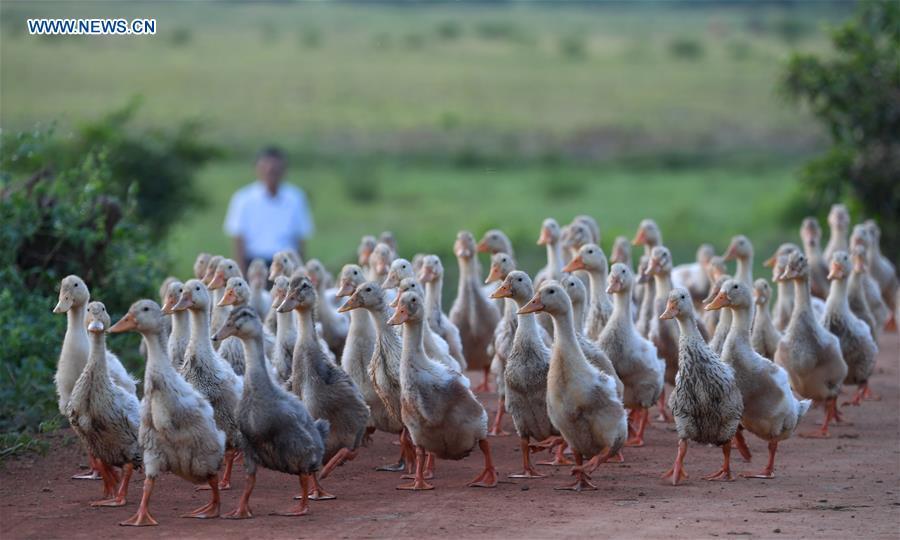 Local residents raise duck for a living at Quxi wetland in Haikou City, south China\'s Hainan Province, May 30, 2018. Efforts made by Haikou City to restore ecosystem have improved the water quality of wetlands, which are expected to play a better role in flood prevention, climate regulation and preservation of the local biodiversity. (Xinhua/Zhao Yingquan)