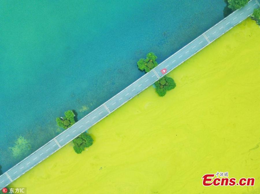 This May 30, 2018 picture shows a blue-green algae bloom in Lake Taihu, one of the largest freshwater lakes in China and located in Wuxi City, Jiangsu Province, as temperatures rise. (Photo/IC)