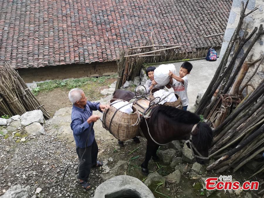 Li Jianwen, 10, helps his great-grandmother load vegetables on a horse in Liucheng County, South China’s Guangxi Zhuang Autonomous Region, May 31, 2018. The teenager is a good helping hand for all kinds of housework at home. (Photo: China News Service/Zhu Liurong)
