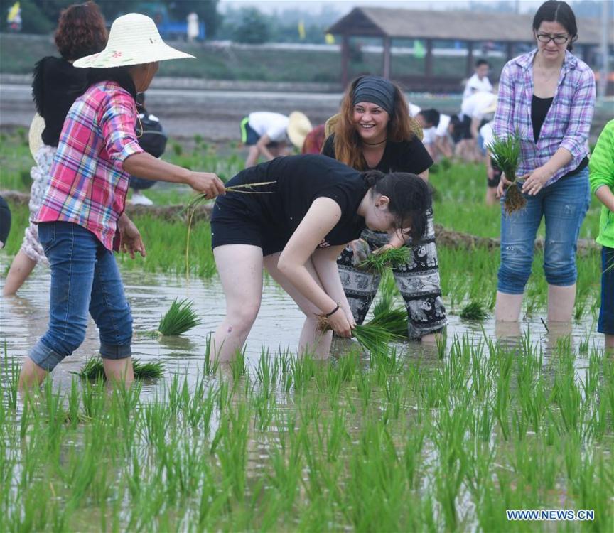 People participate in a rice transplanting game in Hongqi Village of Hangzhou, east China\'s Zhejiang Province, June 2, 2018. The game was organized to evoke people\'s memory of traditional farming customs and promote local tourism. (Xinhua/Xu Yu)