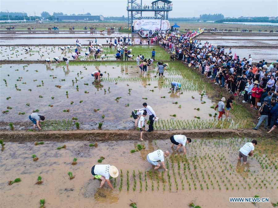 Aerial photo shows people participating in a rice transplanting game in Hongqi Village of Hangzhou, east China\'s Zhejiang Province, June 2, 2018. The game was organized to evoke people\'s memory of traditional farming customs and promote local tourism. (Xinhua/Xu Yu)