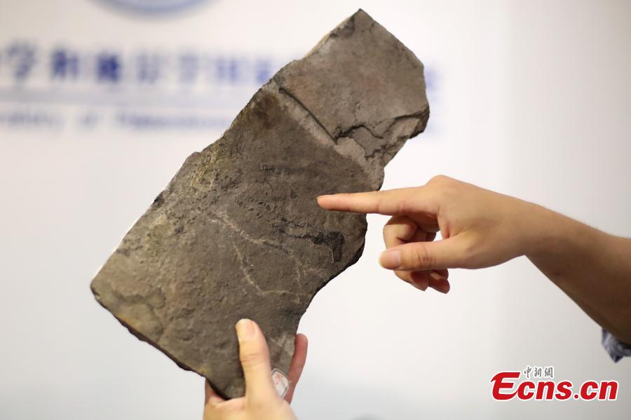 Chen Zhe, a researcher with the Nanjing Institute of Geology and Paleontology at the Chinese Academy of Sciences, shows the earliest known footprints left by an animal on earth, which date back at least 541 million years, in Nanjing, Jiangsu Province, June 7, 2018. Researchers from the institute and Virginia Tech University in the United States found the tracks in the Three Gorges area and published their report in the US journal Science Advances. (Photo: China News Service/Yang Bo)