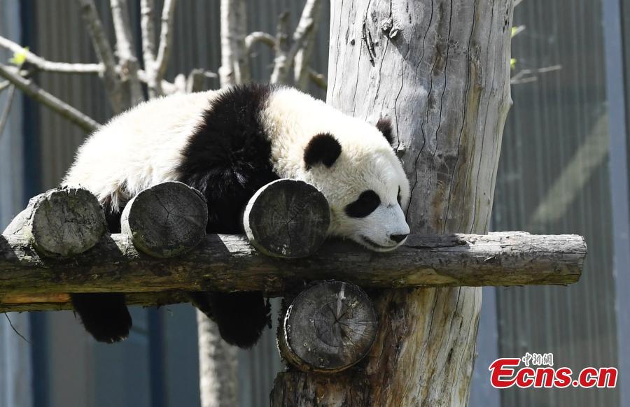 Photo taken on June 10, 2018 shows a giant panda born this year at the China Conservation and Research Center for the Giant Panda plays on a sunny day. (Photo: China News Service/An Yuan)