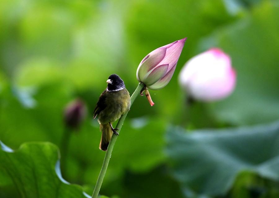 A bird rests on the stem of a lotus flower in the Huangshan scenic area in Anhui province on June 10, 2018. Lotus flowers are in full bloom in the region, as temperatures continue to rise. (Photo/Asianewsphoto)