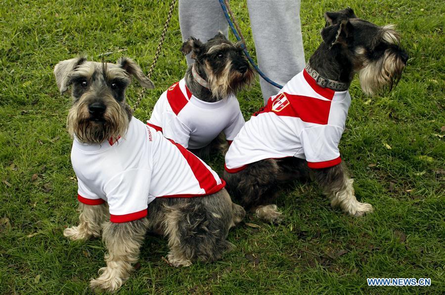 Dogs in costume are seen during a contest with the theme of FIFA World Cup in Lima, Peru, on June 10, 2018. (Xinhua/Luis Camacho)