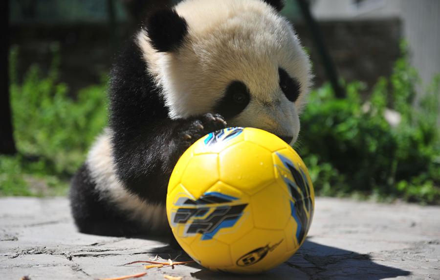 A panda shows off its soccer skills at the China Conservation and Research Center for Giant Panda in Southwest China\'s Sichuan Province on June 10 ahead of the FIFA World Cup. (Photo/Courtesy of the China Conservation and Research Center for Giant Panda)