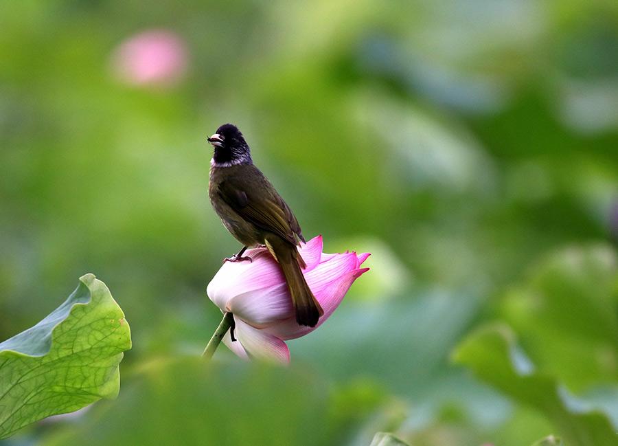 A bird rests on the stem of a lotus flower in the Huangshan scenic area in Anhui province on June 10, 2018. Lotus flowers are in full bloom in the region, as temperatures continue to rise. (Photo/Asianewsphoto)