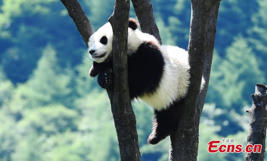 Photo taken on June 10, 2018 shows a giant panda born last year at the China Conservation and Research Center for the Giant Panda plays on a sunny day. (Photo: China News Service/An Yuan)