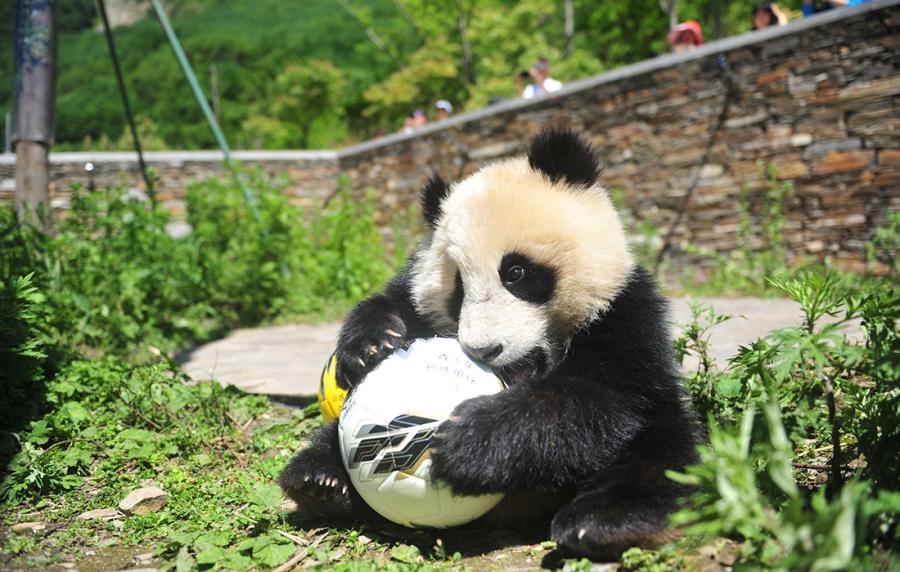 A panda shows off its soccer skills at the China Conservation and Research Center for Giant Panda in Southwest China\'s Sichuan Province on June 10 ahead of the FIFA World Cup. (Photo/Courtesy of the China Conservation and Research Center for Giant Panda)