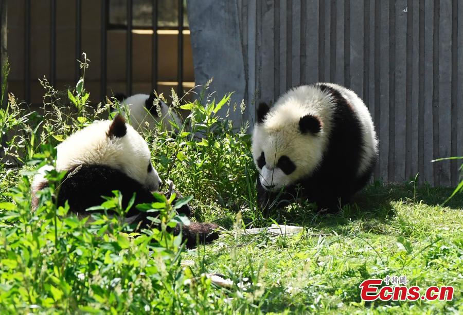 Photo taken on June 10, 2018 shows giant pandas born this year at the China Conservation and Research Center for the Giant Panda play on a sunny day. (Photo: China News Service/An Yuan)