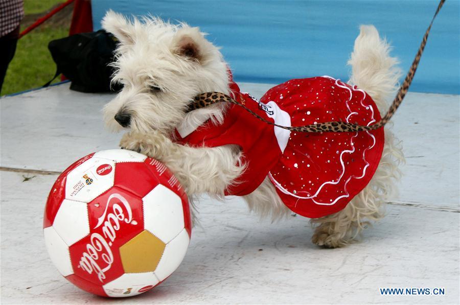 A dog in costume plays with a ball during a contest with the theme of FIFA World Cup in Lima, Peru, on June 10, 2018. (Xinhua/Luis Camacho)
