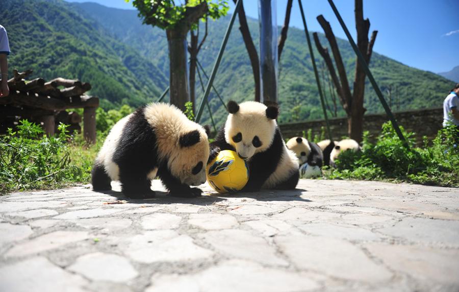 Pandas show off their soccer skills at the China Conservation and Research Center for Giant Panda in Southwest China\'s Sichuan Province on June 10 ahead of the FIFA World Cup. (Photo/Courtesy of the China Conservation and Research Center for Giant Panda)