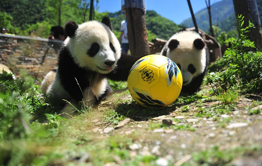 Pandas show off their soccer skills at the China Conservation and Research Center for Giant Panda in Southwest China\'s Sichuan Province on June 10 ahead of the FIFA World Cup. (Photo/Courtesy of the China Conservation and Research Center for Giant Panda)
As the 2018 FIFA World Cup approaches, let\'s see how giant pandas in SW China\'s Sichuan are preparing for the big event!