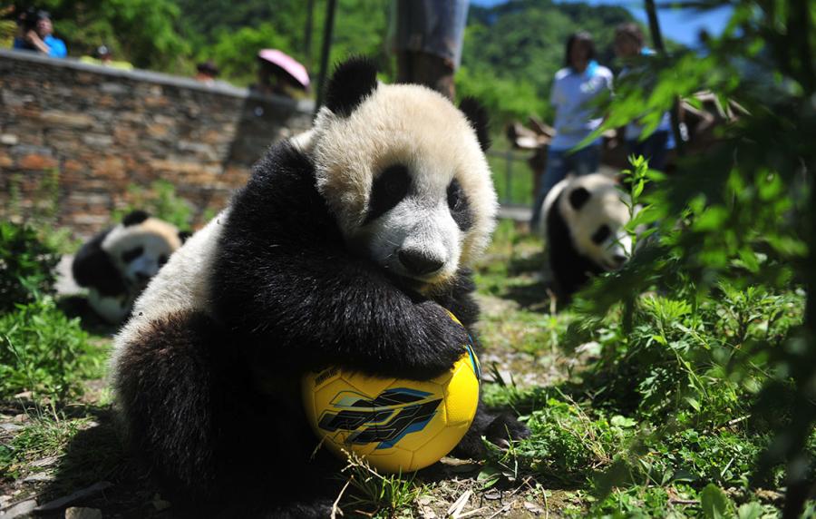 A panda shows off its soccer skills at the China Conservation and Research Center for Giant Panda in Southwest China\'s Sichuan Province on June 10 ahead of the FIFA World Cup. (Photo/Courtesy of the China Conservation and Research Center for Giant Panda)
