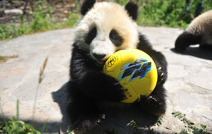 A panda shows off its soccer skills at the China Conservation and Research Center for Giant Panda in Southwest China\'s Sichuan Province on June 10 ahead of the FIFA World Cup. (Photo/Courtesy of the China Conservation and Research Center for Giant Panda)