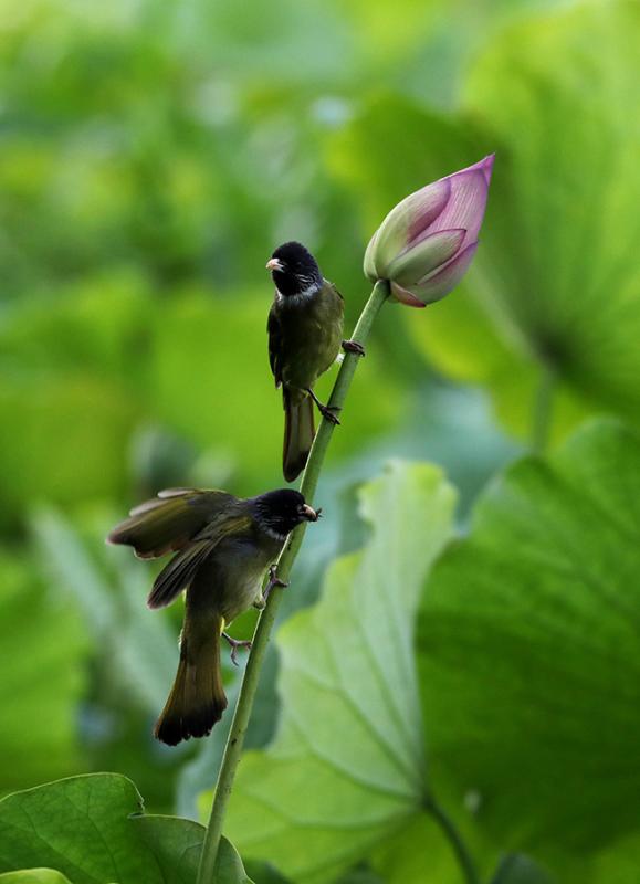 Two birds rest on the stem of a lotus flower in the Huangshan scenic area in Anhui province on June 10, 2018. Lotus flowers are in full bloom in the region, as temperatures continue to rise. (Photo/Asianewsphoto)