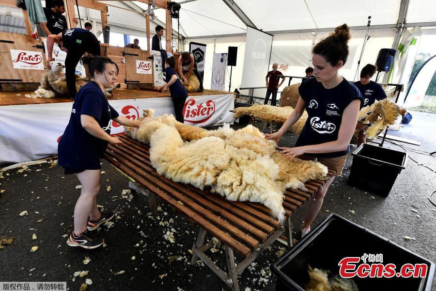 Assistants handle the wool from freshly shorn sheep on June 9, 2018 during the 24 hours sheep shearing contest in Coulonges, western France. Over the course of the 24-hour contest more than 2,500 sheep are shorn by two teams of three shearers with an average of one sheep per minute. (Photo/Agencies)