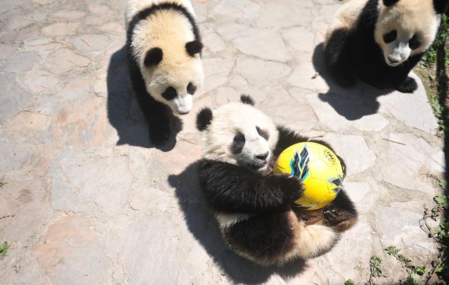 Pandas show off their soccer skills at the China Conservation and Research Center for Giant Panda in Southwest China\'s Sichuan Province on June 10 ahead of the FIFA World Cup. (Photo/Courtesy of the China Conservation and Research Center for Giant Panda)