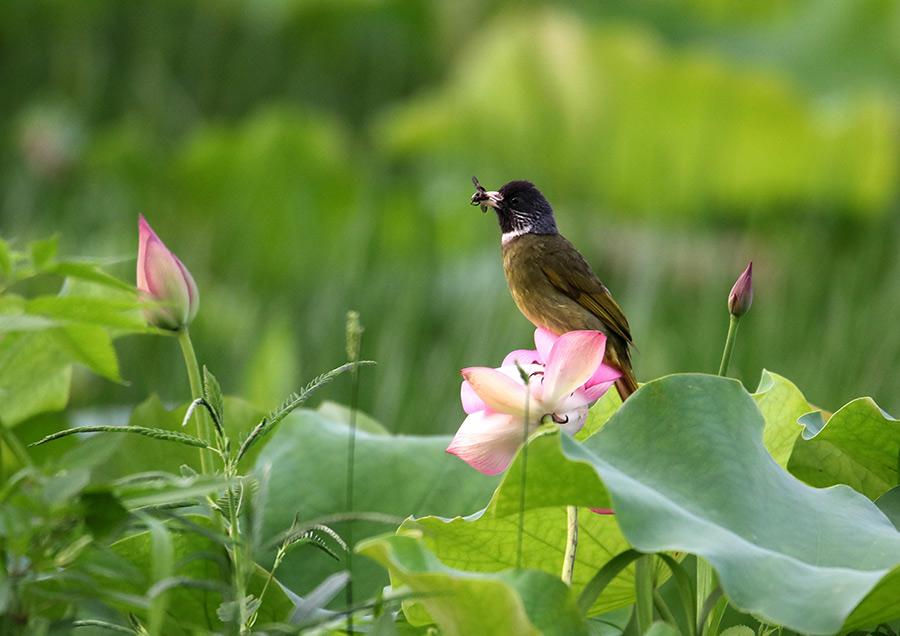 A bird rests on the stem of a lotus flower in the Huangshan scenic area in Anhui province on June 10, 2018. Lotus flowers are in full bloom in the region, as temperatures continue to rise. (Photo/Asianewsphoto)