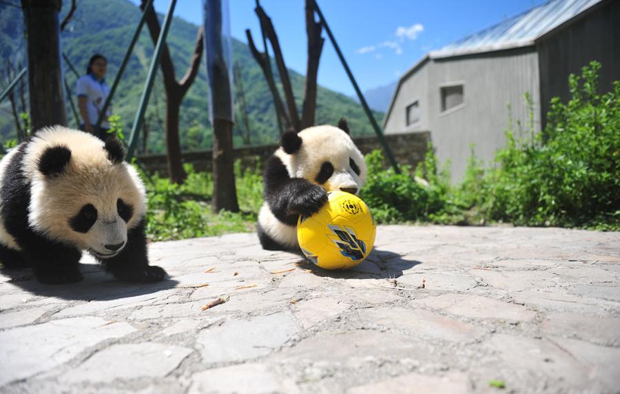 Pandas show off their soccer skills at the China Conservation and Research Center for Giant Panda in Southwest China\'s Sichuan Province on June 10 ahead of the FIFA World Cup. (Photo/Courtesy of the China Conservation and Research Center for Giant Panda)