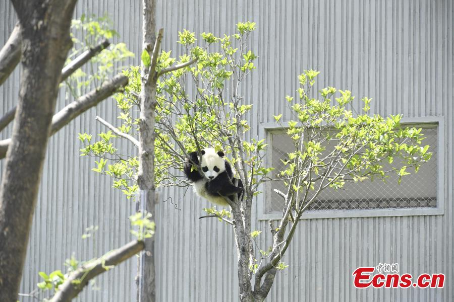 Photo taken on June 10, 2018 shows a giant panda born this year at the China Conservation and Research Center for the Giant Panda plays on a sunny day. (Photo: China News Service/An Yuan)