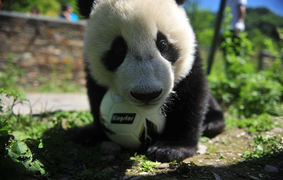 A panda shows off its soccer skills at the China Conservation and Research Center for Giant Panda in Southwest China\'s Sichuan Province on June 10 ahead of the FIFA World Cup. (Photo/Courtesy of the China Conservation and Research Center for Giant Panda)