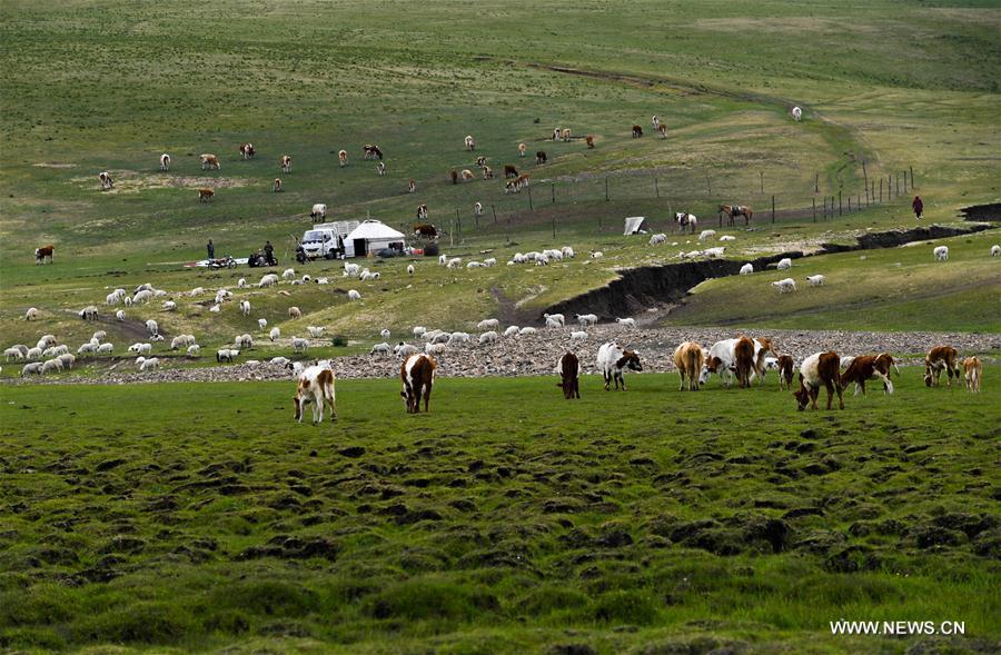 Cattle graze on the grassland at the summer pasture at the Ar Horqin Banner in Chifeng City, north China\'s Inner Mongolia Autonomous Region, June 5, 2018. June 5 was the day for Erden\'s family to move their cattle to a summer pasture, about 40 kilometers away from their family. It is a tradition for nomadic herdsmen spending their lives following the water and pasture. The transfer provides cattle and sheep abundant food and enables the grassland to renew itself. Erden and his sister drive their trucks loaded with living households and lead over 80 cattle towards the summer pasture. After 12 hours\' arduous journey, they arrived at their destination and prepared to set up yurt. They will stay here for a whole summer and return to their family in September. (Xinhua/Peng Yuan)