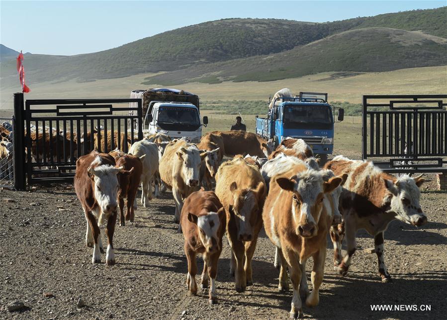 Erden leads his cattle towards the summer pasture at the Ar Horqin Banner in Chifeng City, north China\'s Inner Mongolia Autonomous Region, June 5, 2018. June 5 was the day for Erden\'s family to move their cattle to a summer pasture, about 40 kilometers away from their family. It is a tradition for nomadic herdsmen spending their lives following the water and pasture. The transfer provides cattle and sheep abundant food and enables the grassland to renew itself. Erden and his sister drive their trucks loaded with living households and lead over 80 cattle towards the summer pasture. After 12 hours\' arduous journey, they arrived at their destination and prepared to set up yurt. They will stay here for a whole summer and return to their family in September. (Xinhua/Peng Yuan)