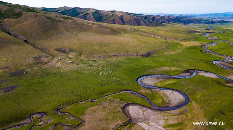 Aerial photo taken on June 5, 2018 shows the cattle grazing on the grassland at the summer pasture at the Ar Horqin Banner in Chifeng City, north China\'s Inner Mongolia Autonomous Region, June 5, 2018. June 5 was the day for Erden\'s family to move their cattle to a summer pasture, about 40 kilometers away from their family. It is a tradition for nomadic herdsmen spending their lives following the water and pasture. The transfer provides cattle and sheep abundant food and enables the grassland to renew itself. Erden and his sister drive their trucks loaded with living households and lead over 80 cattle towards the summer pasture. After 12 hours\' arduous journey, they arrived at their destination and prepared to set up yurt. They will stay here for a whole summer and return to their family in September. (Xinhua/Peng Yuan)