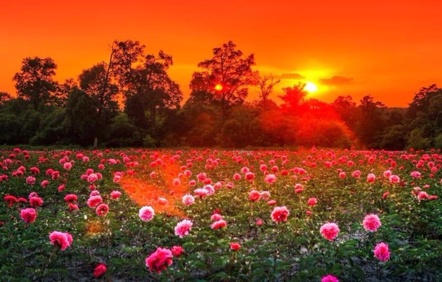 Peony flowers are in full bloom in the peony park of Baoma village at the foot of Changbai Mountain, Jilin province. The park, which is home to 106 varieties of peony species, covers an area of 20,000 square meters. (Photo by Sun Mingsheng/For chinadaily.com.cn)