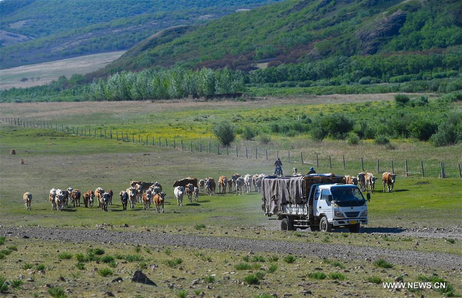 Erden leads his cattle towards the summer pasture at the Ar Horqin Banner in Chifeng City, north China\'s Inner Mongolia Autonomous Region, June 5, 2018. June 5 was the day for Erden\'s family to move their cattle to a summer pasture, about 40 kilometers away from their family. It is a tradition for nomadic herdsmen spending their lives following the water and pasture. The transfer provides cattle and sheep abundant food and enables the grassland to renew itself. Erden and his sister drive their trucks loaded with living households and lead over 80 cattle towards the summer pasture. After 12 hours\' arduous journey, they arrived at their destination and prepared to set up yurt. They will stay here for a whole summer and return to their family in September. (Xinhua/Peng Yuan)