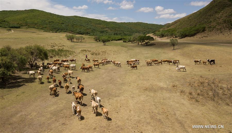 Aerial photo taken on June 5, 2018 shows the cattle moving towards the summer pasture at the Ar Horqin Banner in Chifeng City, north China\'s Inner Mongolia Autonomous Region. June 5 was the day for Erden\'s family to move their cattle to a summer pasture, about 40 kilometers away from their family. It is a tradition for nomadic herdsmen spending their lives following the water and pasture. The transfer provides cattle and sheep abundant food and enables the grassland to renew itself. Erden and his sister drive their trucks loaded with living households and lead over 80 cattle towards the summer pasture. After 12 hours\' arduous journey, they arrived at their destination and prepared to set up yurt. They will stay here for a whole summer and return to their family in September. (Xinhua/Peng Yuan)