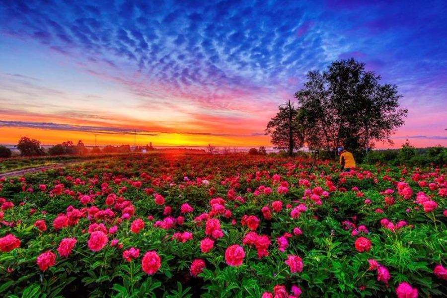 Peony flowers are in full bloom in the peony park of Baoma village at the foot of Changbai Mountain, Jilin province. The park, which is home to 106 varieties of peony species, covers an area of 20,000 square meters. (Photo by Sun Mingsheng/For chinadaily.com.cn)