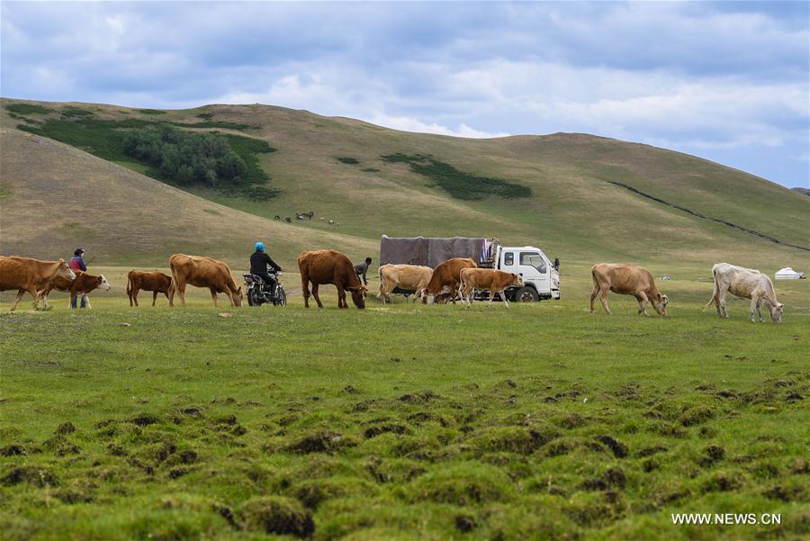 The transfer group of Erden family is about to arrive at the summer pasture at the Ar Horqin Banner in Chifeng City, north China\'s Inner Mongolia Autonomous Region, June 5, 2018. June 5 was the day for Erden\'s family to move their cattle to a summer pasture, about 40 kilometers away from their family. It is a tradition for nomadic herdsmen spending their lives following the water and pasture. The transfer provides cattle and sheep abundant food and enables the grassland to renew itself. Erden and his sister drive their trucks loaded with living households and lead over 80 cattle towards the summer pasture. After 12 hours\' arduous journey, they arrived at their destination and prepared to set up yurt. They will stay here for a whole summer and return to their family in September. (Xinhua/Peng Yuan)