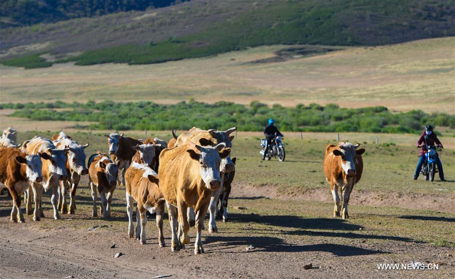 Erden leads cattle along with his wife and sister towards the summer pasture at the Ar Horqin Banner in Chifeng City, north China\'s Inner Mongolia Autonomous Region, June 5, 2018. June 5 was the day for Erden\'s family to move their cattle to a summer pasture, about 40 kilometers away from their family. It is a tradition for nomadic herdsmen spending their lives following the water and pasture. The transfer provides cattle and sheep abundant food and enables the grassland to renew itself. Erden and his sister drive their trucks loaded with living households and lead over 80 cattle towards the summer pasture. After 12 hours\' arduous journey, they arrived at their destination and prepared to set up yurt. They will stay here for a whole summer and return to their family in September. (Xinhua/Peng Yuan)