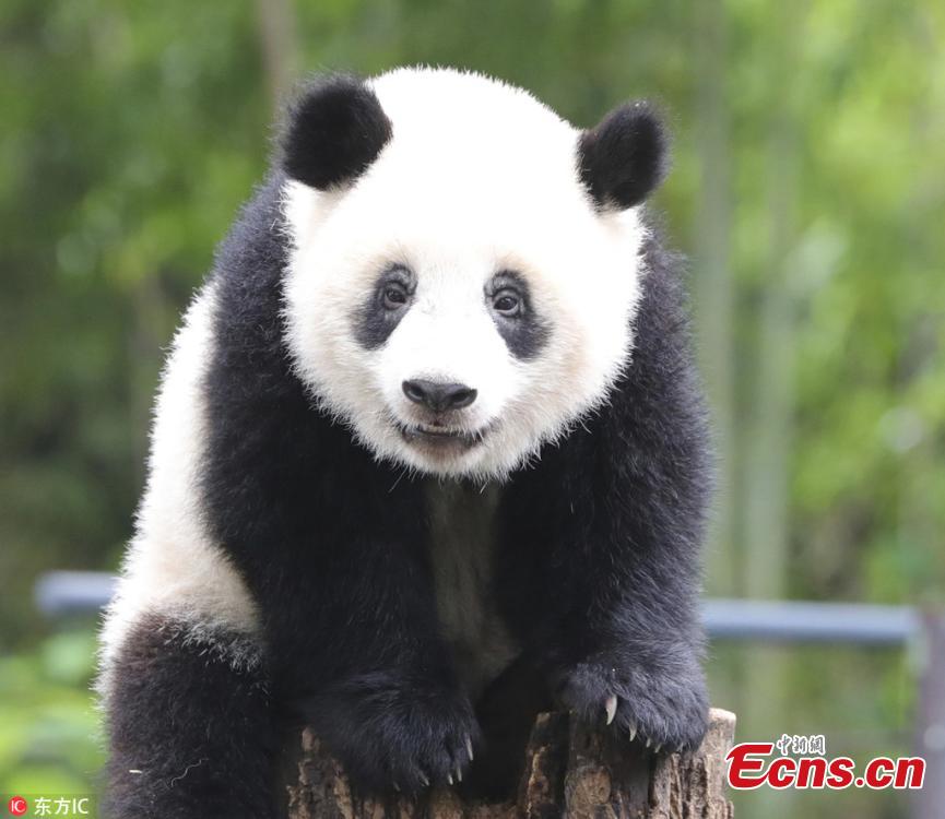 Xiang Xiang, the female giant panda born in Japan last year, turns 1 year old at Ueno Zoo in Tokyo, Japan, June 12, 2018. Ueno Zoo set up a hammock as its birthday present. Xiang Xiang was given her name in September last year after the zoo received suggestions from the public. (Photo/IC)