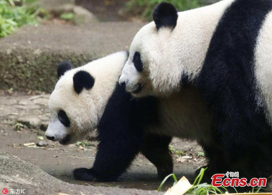 Panda Xiang Xiang walks with its mother at Ueno Zoo in Tokyo, Japan, June 12, 2018. Xiang Xiang, born in Japan last year, turned 1 year old on Monday. (Photo/IC)