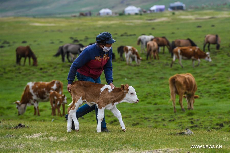 Aodunhu, Erden\'s wife, leads the calf grazing on the grassland at the summer pasture at the Ar Horqin Banner in Chifeng City, north China\'s Inner Mongolia Autonomous Region, June 5, 2018. June 5 was the day for Erden\'s family to move their cattle to a summer pasture, about 40 kilometers away from their family. It is a tradition for nomadic herdsmen spending their lives following the water and pasture. The transfer provides cattle and sheep abundant food and enables the grassland to renew itself. Erden and his sister drive their trucks loaded with living households and lead over 80 cattle towards the summer pasture. After 12 hours\' arduous journey, they arrived at their destination and prepared to set up yurt. They will stay here for a whole summer and return to their family in September. (Xinhua/Peng Yuan)