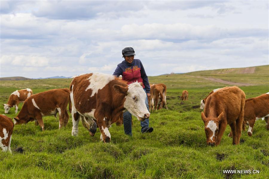 Aodunhu, Erden\'s wife, herds cattle at the summer pasture at the Ar Horqin Banner in Chifeng City, north China\'s Inner Mongolia Autonomous Region, June 5, 2018. June 5 was the day for Erden\'s family to move their cattle to a summer pasture, about 40 kilometers away from their family. It is a tradition for nomadic herdsmen spending their lives following the water and pasture. The transfer provides cattle and sheep abundant food and enables the grassland to renew itself. Erden and his sister drive their trucks loaded with living households and lead over 80 cattle towards the summer pasture. After 12 hours\' arduous journey, they arrived at their destination and prepared to set up yurt. They will stay here for a whole summer and return to their family in September. (Xinhua/Peng Yuan)