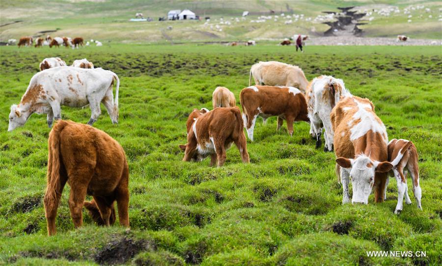 Cattle graze on the grassland at the summer pasture at the Ar Horqin Banner in Chifeng City, north China\'s Inner Mongolia Autonomous Region, June 5, 2018. June 5 was the day for Erden\'s family to move their cattle to a summer pasture, about 40 kilometers away from their family. It is a tradition for nomadic herdsmen spending their lives following the water and pasture. The transfer provides cattle and sheep abundant food and enables the grassland to renew itself. Erden and his sister drive their trucks loaded with living households and lead over 80 cattle towards the summer pasture. After 12 hours\' arduous journey, they arrived at their destination and prepared to set up yurt. They will stay here for a whole summer and return to their family in September. (Xinhua/Peng Yuan)