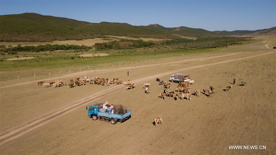 The cattle take break during the transfer at the Ar Horqin Banner in Chifeng City, north China\'s Inner Mongolia Autonomous Region, June 5, 2018. June 5 was the day for Erden\'s family to move their cattle to a summer pasture, about 40 kilometers away from their family. It is a tradition for nomadic herdsmen spending their lives following the water and pasture. The transfer provides cattle and sheep abundant food and enables the grassland to renew itself. Erden and his sister drive their trucks loaded with living households and lead over 80 cattle towards the summer pasture. After 12 hours\' arduous journey, they arrived at their destination and prepared to set up yurt. They will stay here for a whole summer and return to their family in September. (Xinhua/Peng Yuan)