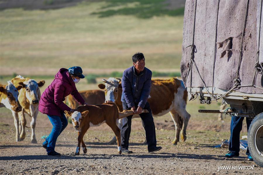Erden and his wife Aodunhu put calf on the truck during the transfer at the Ar Horqin Banner in Chifeng City, north China\'s Inner Mongolia Autonomous Region, June 5, 2018. June 5 was the day for Erden\'s family to move their cattle to a summer pasture, about 40 kilometers away from their family. It is a tradition for nomadic herdsmen spending their lives following the water and pasture. The transfer provides cattle and sheep abundant food and enables the grassland to renew itself. Erden and his sister drive their trucks loaded with living households and lead over 80 cattle towards the summer pasture. After 12 hours\' arduous journey, they arrived at their destination and prepared to set up yurt. They will stay here for a whole summer and return to their family in September. (Xinhua/Peng Yuan)