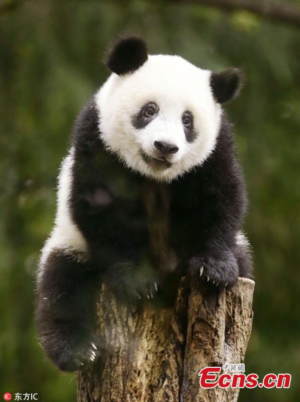 Xiang Xiang, the female giant panda born in Japan last year, turns 1 year old at Ueno Zoo in Tokyo, Japan, June 12, 2018. (Photo/IC)