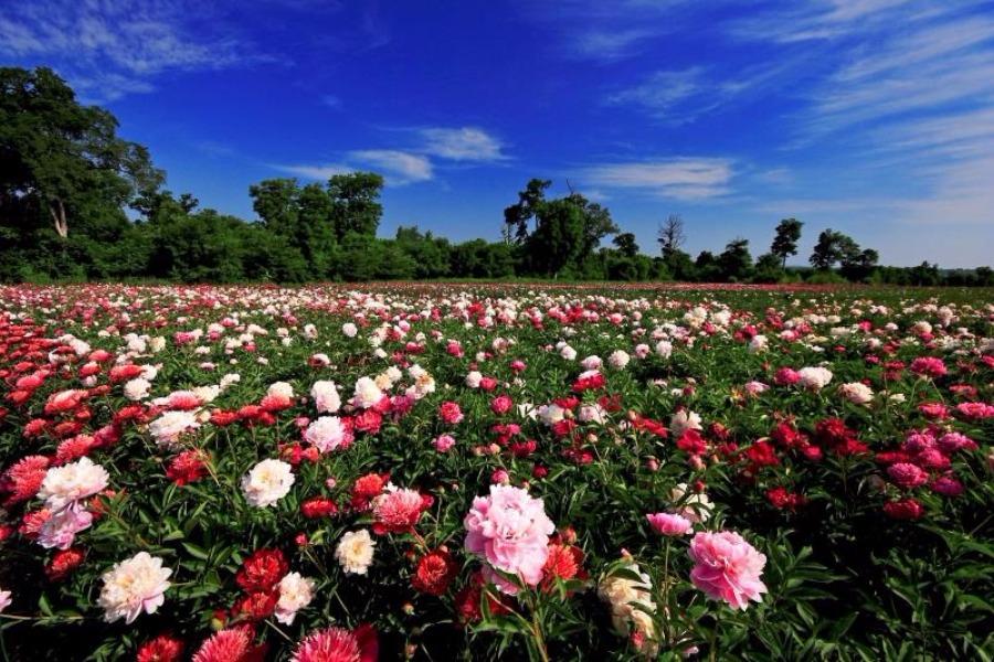 Peony flowers are in full bloom in the peony park of Baoma village at the foot of Changbai Mountain, Jilin province. The park, which is home to 106 varieties of peony species, covers an area of 20,000 square meters. (Photo by Sun Mingsheng/For chinadaily.com.cn)
