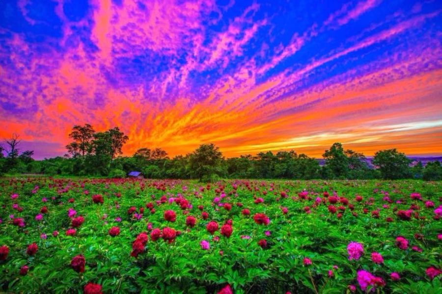 Peony flowers are in full bloom in the peony park of Baoma village at the foot of Changbai Mountain, Jilin province. The park, which is home to 106 varieties of peony species, covers an area of 20,000 square meters. (Photo by Sun Mingsheng/For chinadaily.com.cn)
